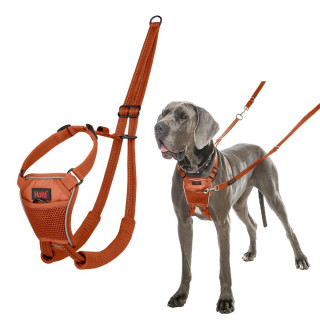 Imbracatura per Cani Company of Animals BURNT Arancio L