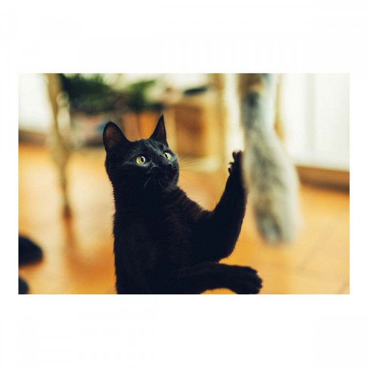 Canna per Gatti Gloria Niemeyeer Legno Peluche Verme