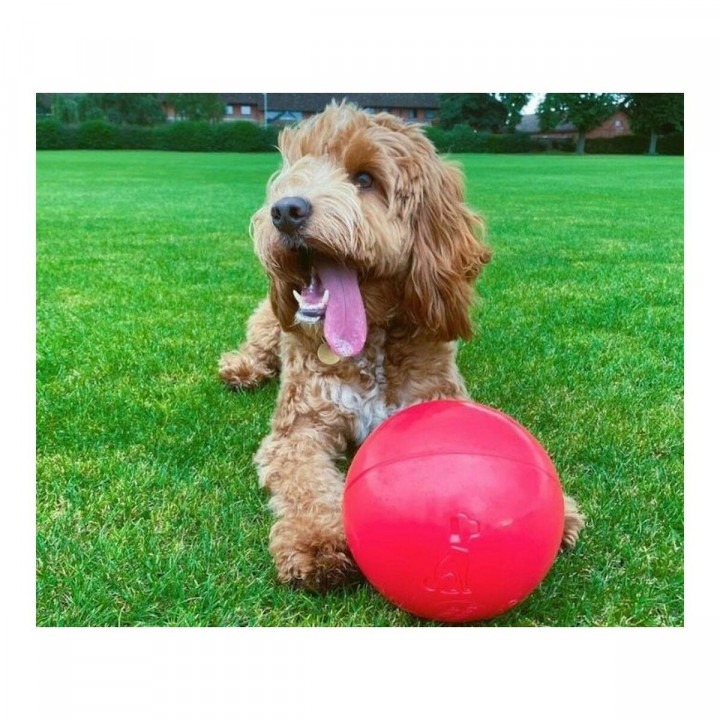 Dog toy Company of Animals Boomer Polyethylene 250mm