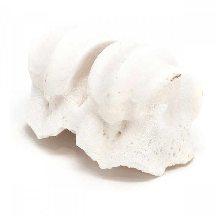 Dog Snack Gloria Veal Calcium Knuckles