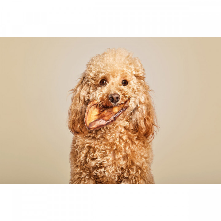 Snack per Cani Snackys Maiale Orecchio 10 Unità