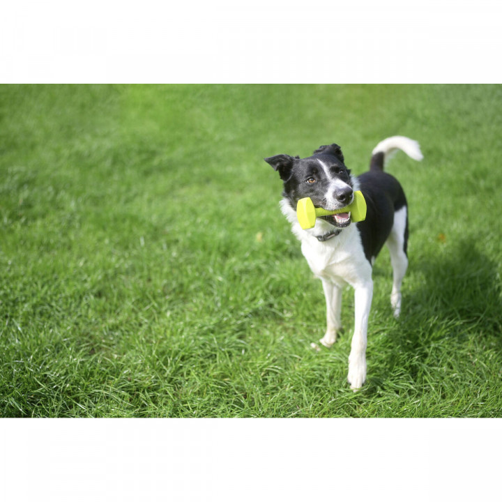 Juguete de adiestramiento Coachi TRAINING DUMBBELL