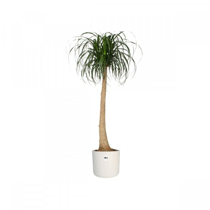 Blumentopf Elho Weiß grün Kunststoff 30 x 30 x 28 cm