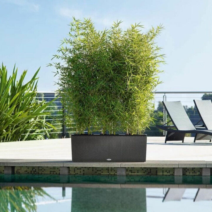 Vaso Lechuza 100 x 32 x 34 cm Plastica Rettangolare