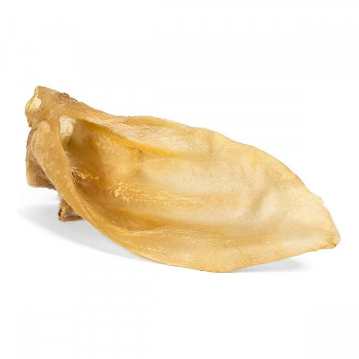 Lamsoren Gloria Oren Lam