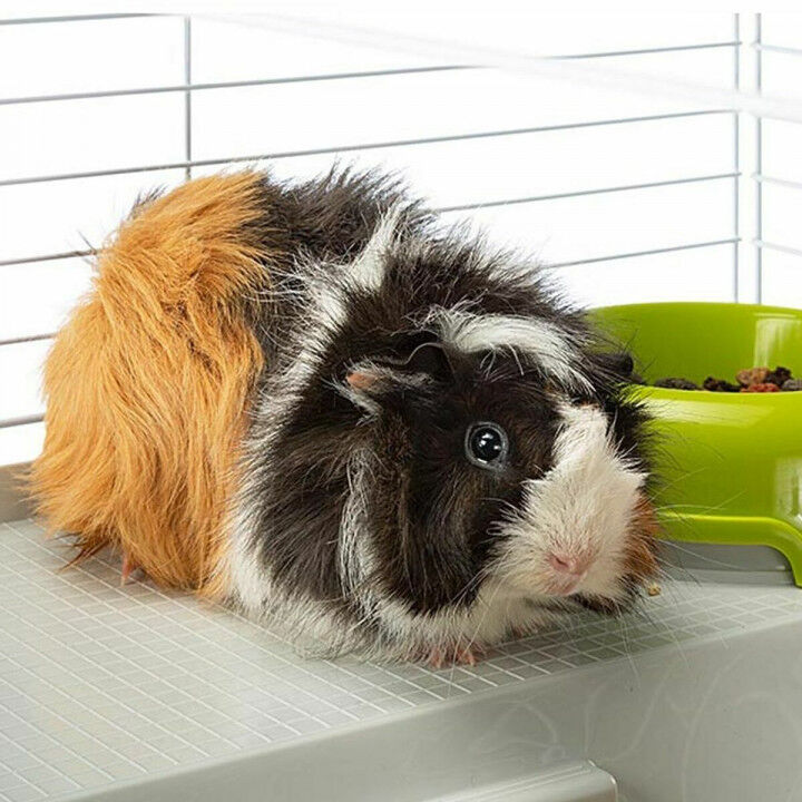 Cage Ferplast Plastique Métal/Plastique