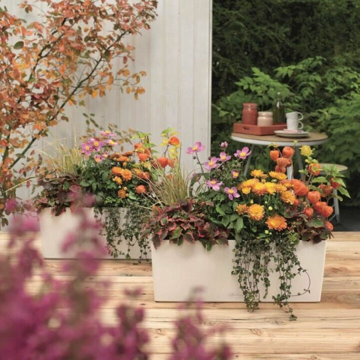 Plant pot Lechuza White Black polypropylene