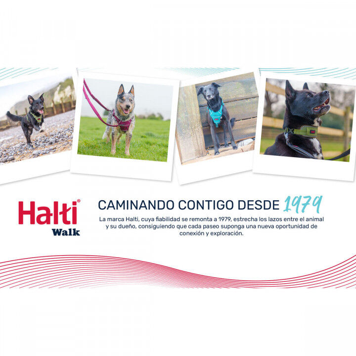 Dog collar Company of Animals