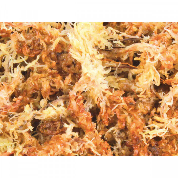 Substrate Trixie Moss