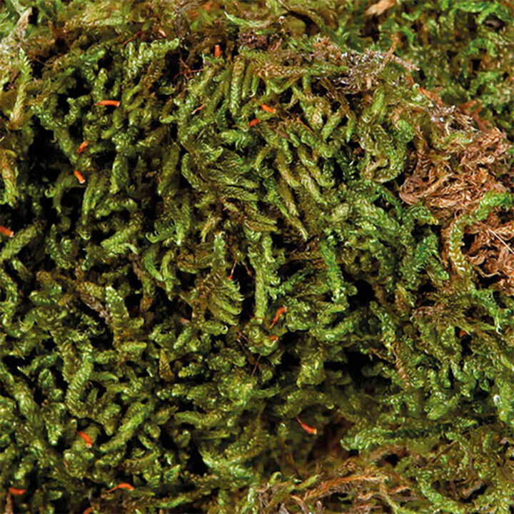 Substrate Trixie 200 g Moss