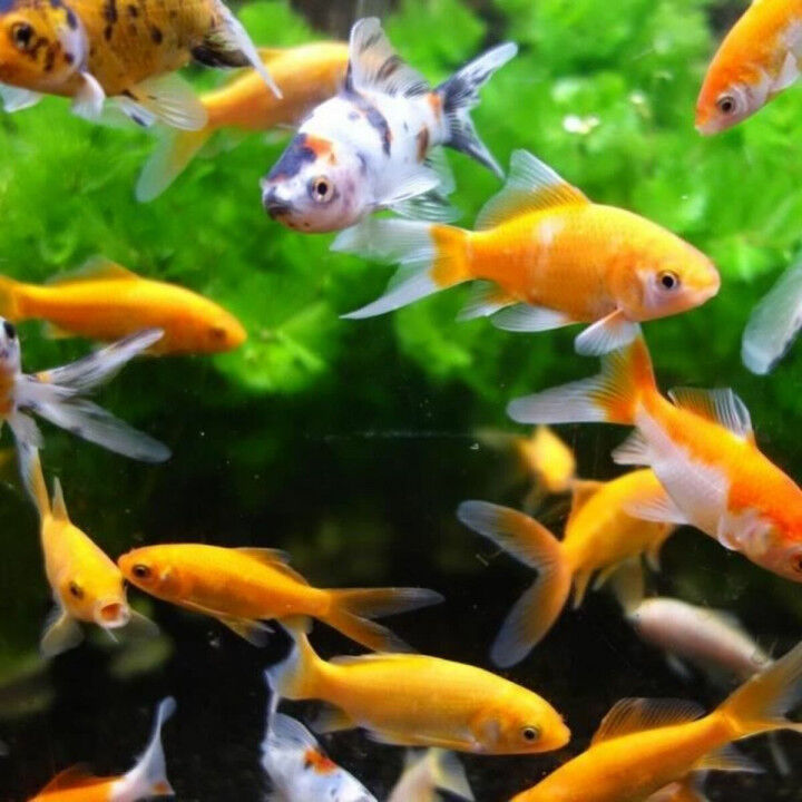 Magnetic Window Cleaner Aimé