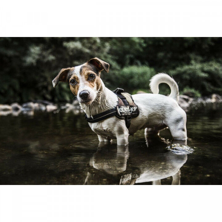 Harnais Renforcé pour Chien JuliusK9