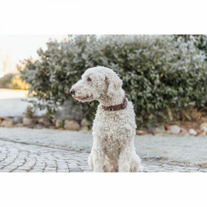 Collare per Cani Trixie Rustic Marrone scuro L