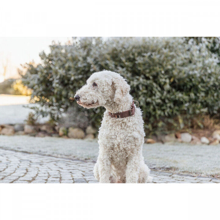 Collare per Cani Trixie Rustic Marrone scuro M