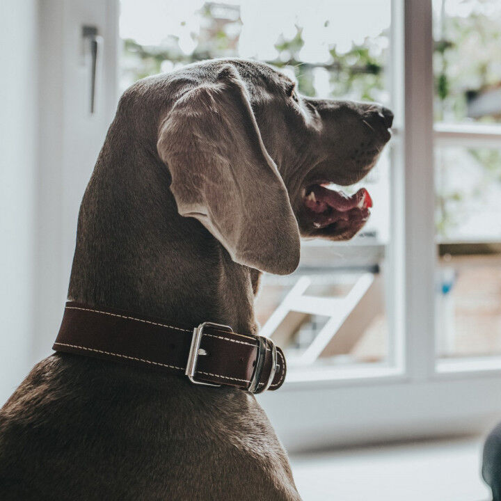 Collar para Perro Hunter Aalborg Special Cognac 36-44 cm