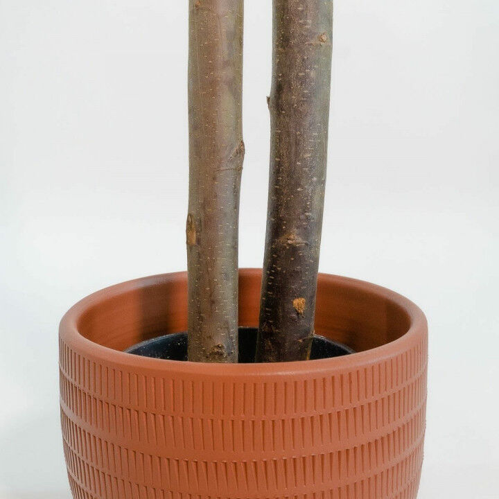 Tree Home ESPRIT Polyester Wood Cement Eucalyptus 90 x 90 x 180 cm