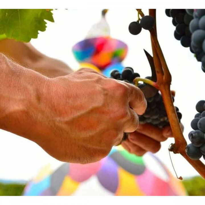 Vino Tinto Campo Viejo 1,2 kg
