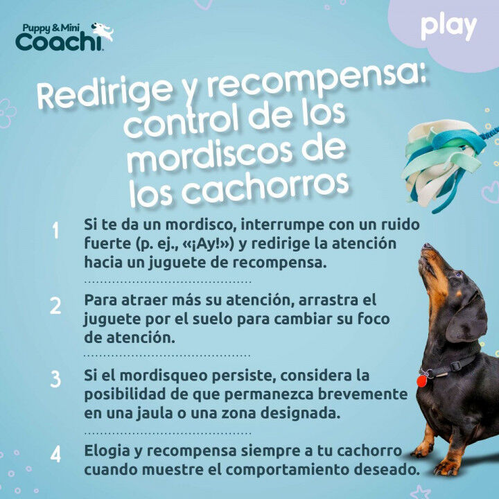 Harnais pour Chien Coachi