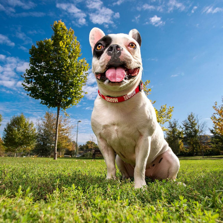 Hondenhalsband Marvel Rood