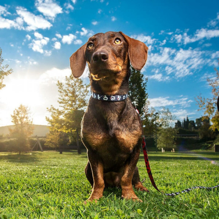 Hundehalsband Mickey Mouse Schwarz