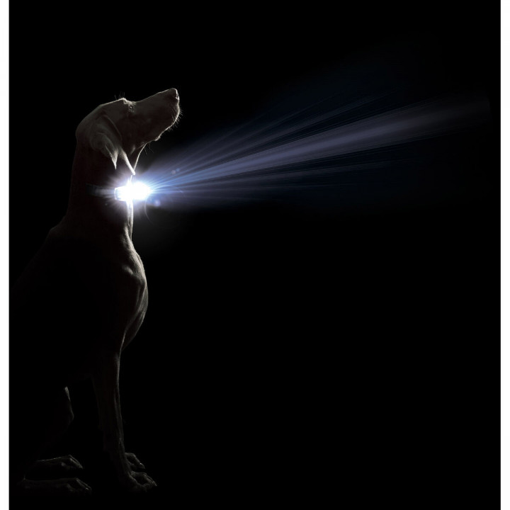 Hundehalsband Dog Gone Smart Schwarz L Licht