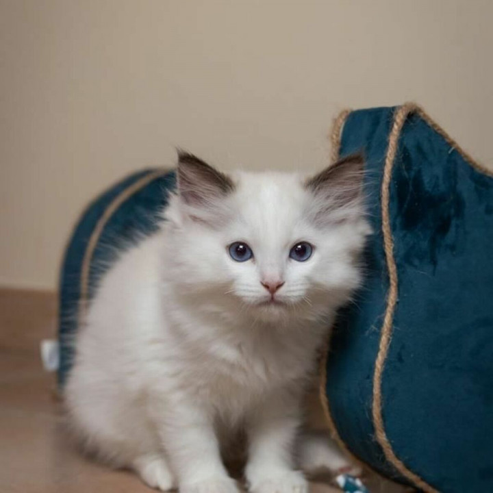 Kratzbaum für Katzen Tyrol Blau Pappe 44 x 22 x 21 cm