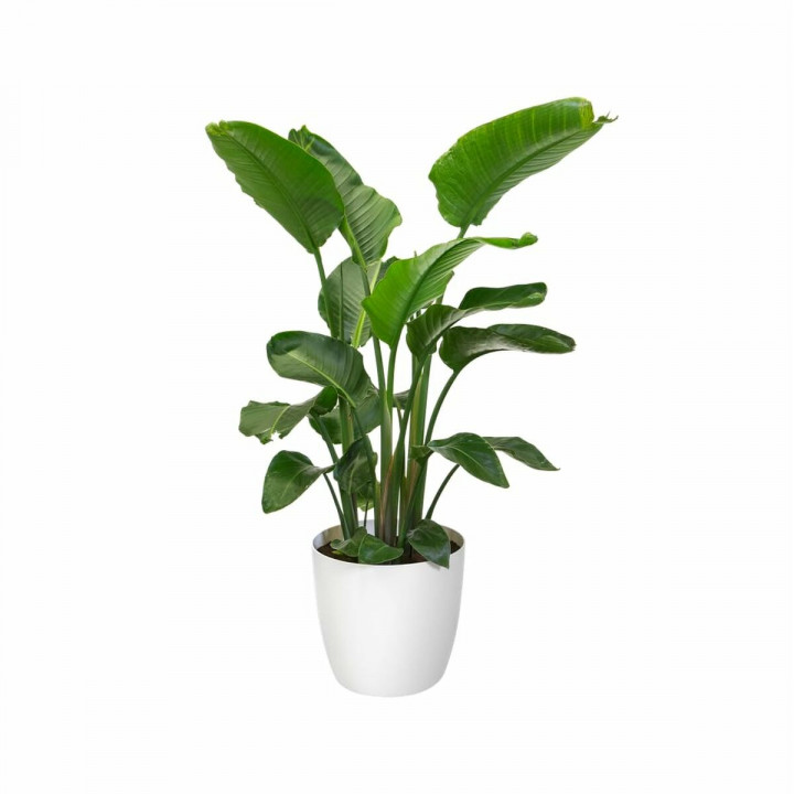 Blumentopfset Elho Weiß Kunststoff rund 2 Stücke