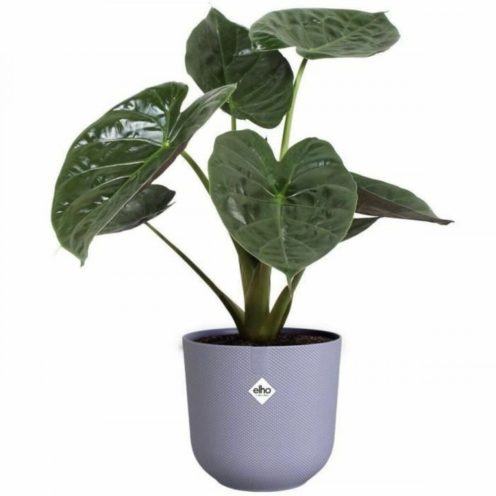 Bloempot Elho Jazz Wit Lila Plastic Cirkelvormig 3 Onderdelen