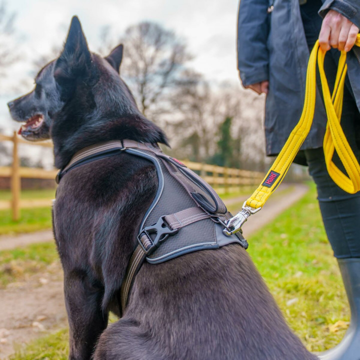 Imbracatura per Cani Company of Animals L