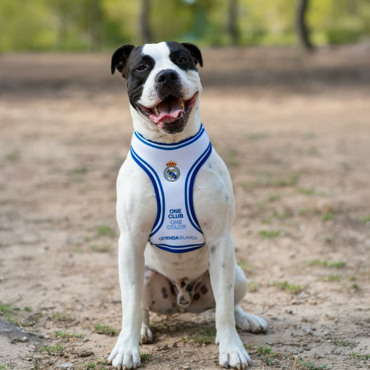Harnais pour Chien Real Madrid C.F. Bleu M/L