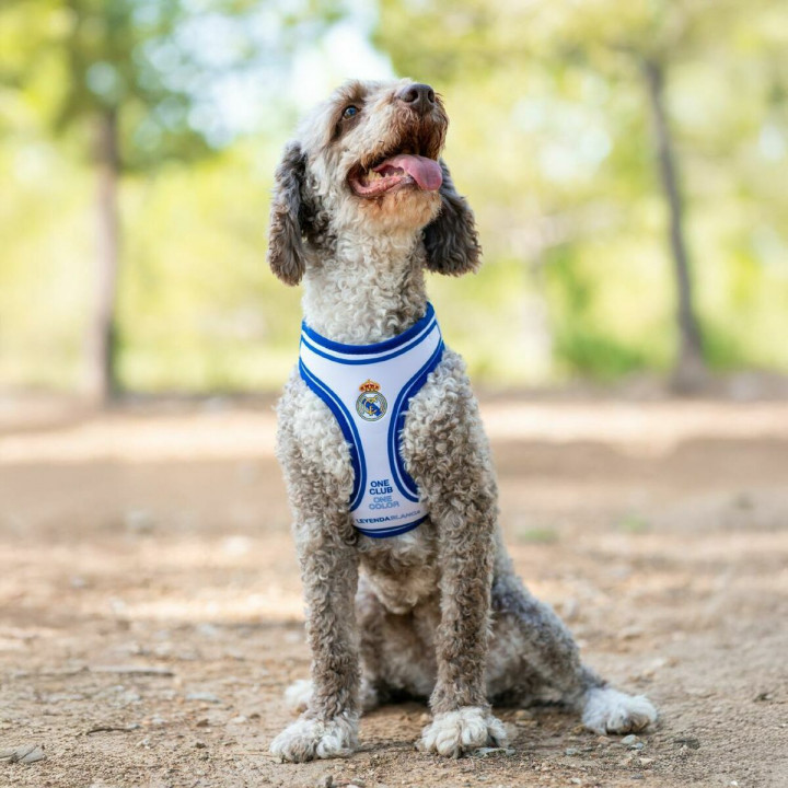 Hundegeschirr Real Madrid C.F. Blau