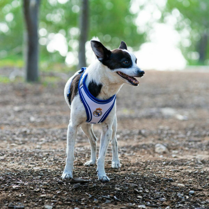 Imbracatura per Cani Real Madrid C.F. Azzurro