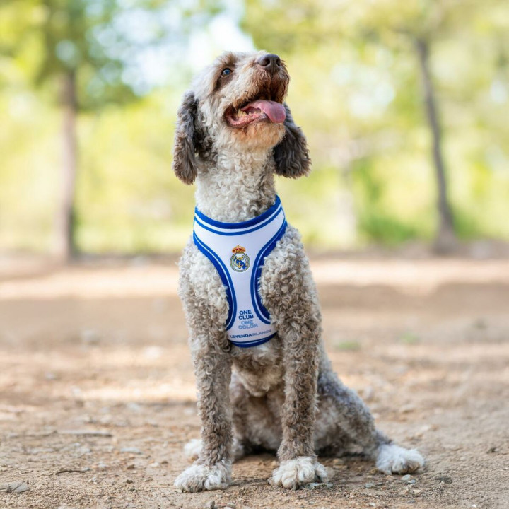 Imbracatura per Cani Real Madrid C.F. Azzurro