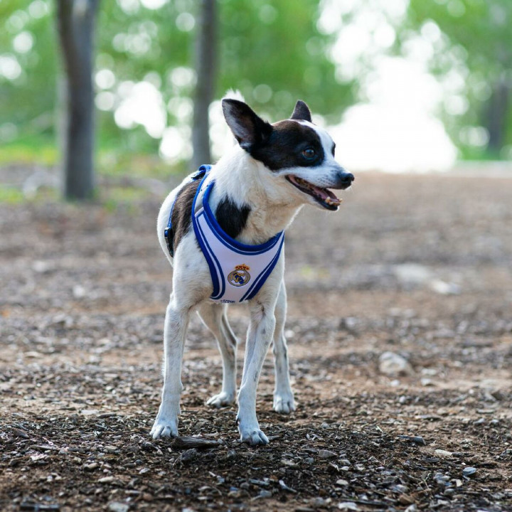 Imbracatura per Cani Real Madrid C.F. Azzurro