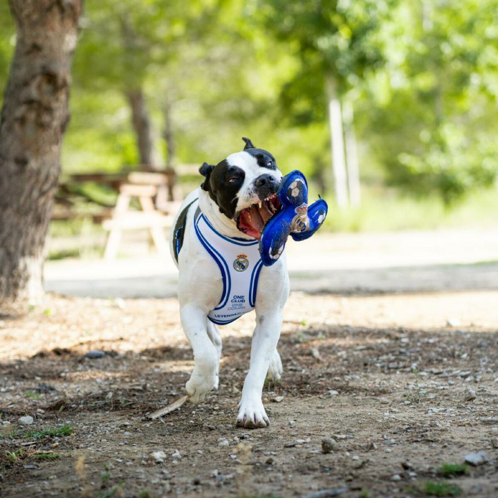 Frisbee Real Madrid C.F. Azzurro 23,0 x 23,0 x 3,0 cm