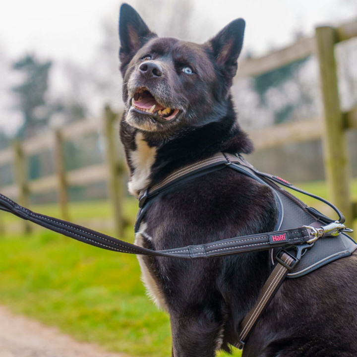 Trainingsband Company of Animals HALTI BRIG SAFETY Zwart